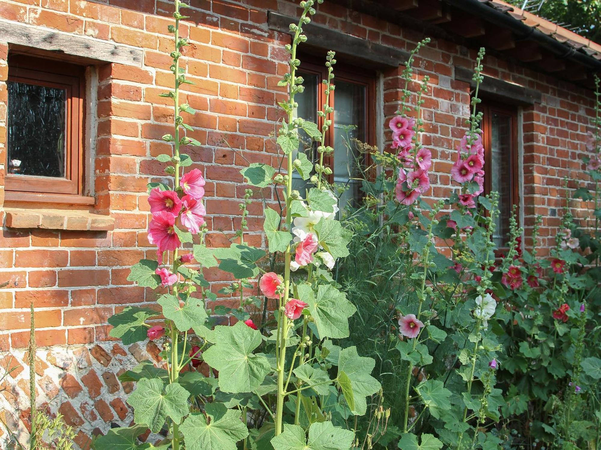 Elm Tree Barn Villa Felmingham Exterior foto